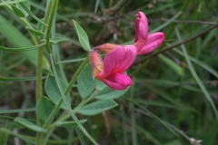 Acmispon grandiflorus