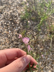 Misopates
