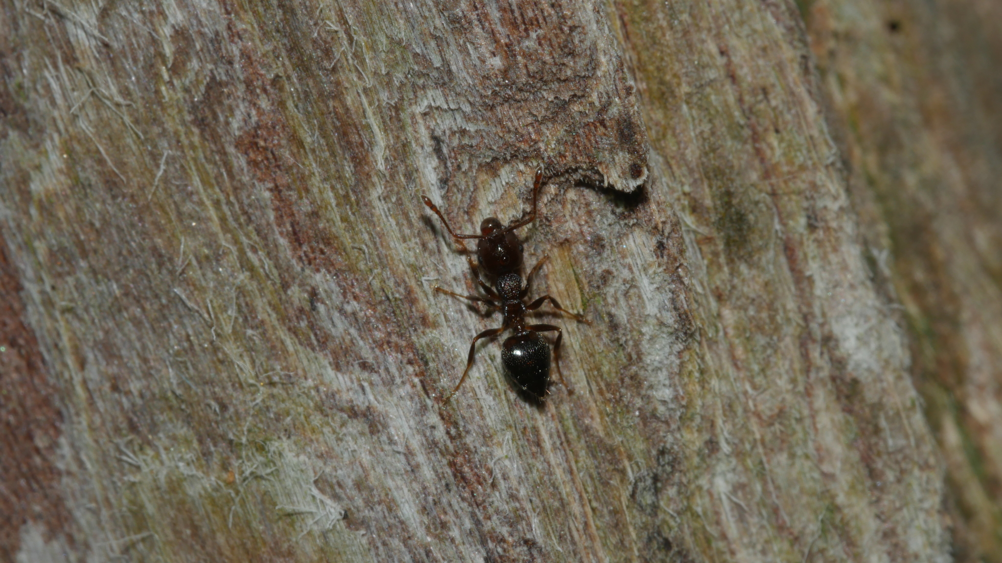 Crematogaster vermiculata