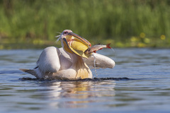 Great White Pelican photo 5
