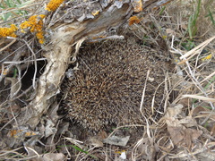 Erinaceus roumanicus