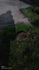 Erinaceus roumanicus