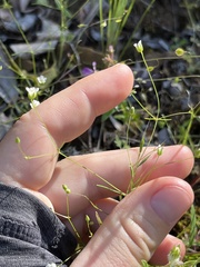 Hesperolinon micranthum