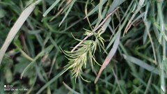 Poa bulbosa