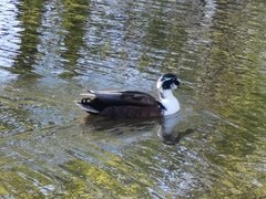 Anas platyrhynchos domesticus