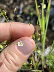 Hesperolinon micranthum