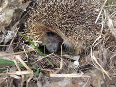 Erinaceus roumanicus