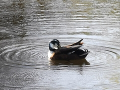 Anas platyrhynchos domesticus