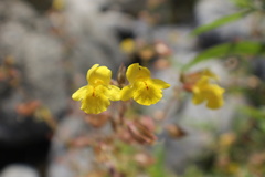 Erythranthe lagunensis