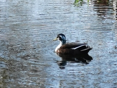 Anas platyrhynchos domesticus