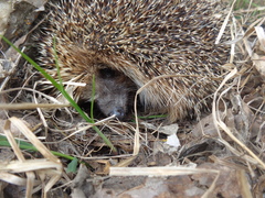 Erinaceus roumanicus