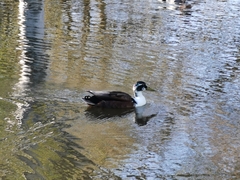 Anas platyrhynchos domesticus