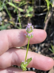 Plectritis ciliosa