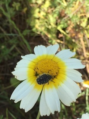 Oxythyrea funesta