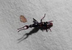 Orfilaia vulsellata