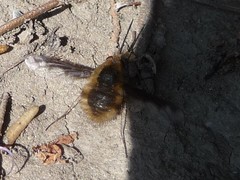 Bombylius major