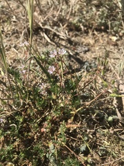 Erodium cicutarium