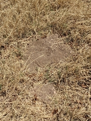 Cratogeomys castanops