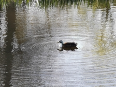 Anas platyrhynchos domesticus