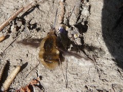 Bombylius major