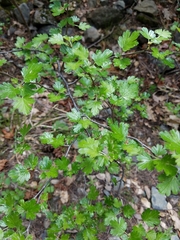 Ribes divaricatum