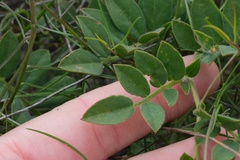 Acmispon grandiflorus