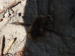 Bombylius major