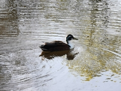 Anas platyrhynchos domesticus