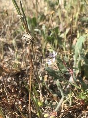 Erodium cicutarium