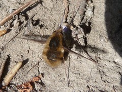 Bombylius major