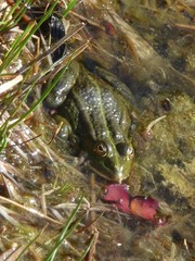 Pelophylax