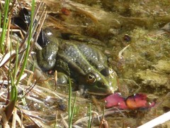 Pelophylax
