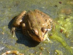 Pelophylax
