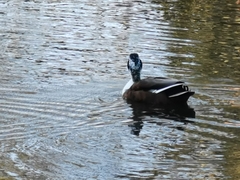 Anas platyrhynchos domesticus