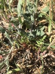Erodium cicutarium
