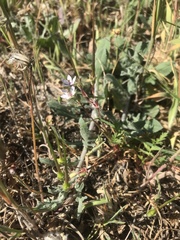 Erodium cicutarium