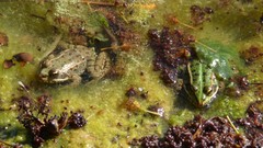 Pelophylax