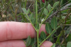 Acmispon grandiflorus