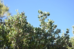 Laurophyllus