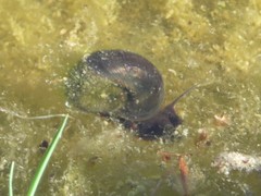 Planorbarius