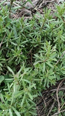 Galium aparine