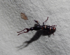 Orfilaia vulsellata