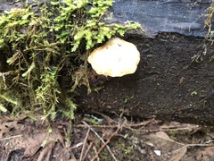 Lentinellus montanus