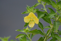 Ludwigia peruviana image