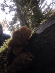 Lentinellus montanus