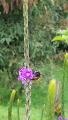 Bombus excellens