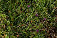 Trifolium usambarense