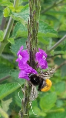 Bombus excellens