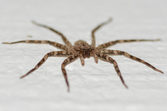 Selenops submaculosus