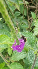 Bombus excellens